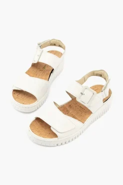 Willow 955004